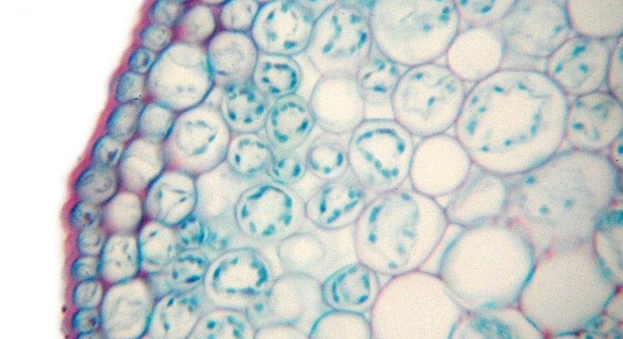 Biológia érettségi vizsgaprogram és feladattípusok